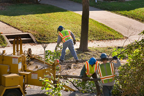 The Steps Involved in Our Tree Care Process in Mauldin, SC